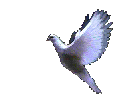 flying dove 2